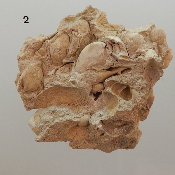 Photo de Musée archéologique départemental du Val-dOise