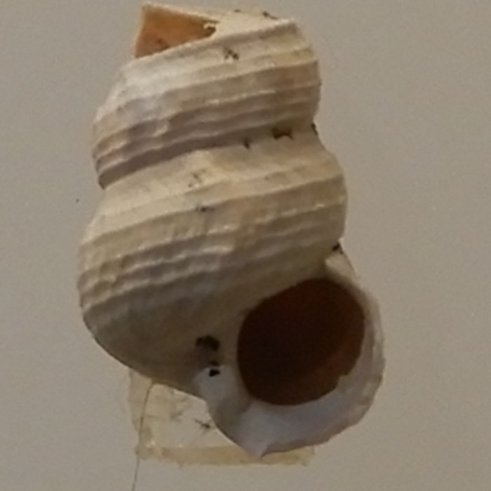 Photo de Musée archéologique départemental du Val-dOise