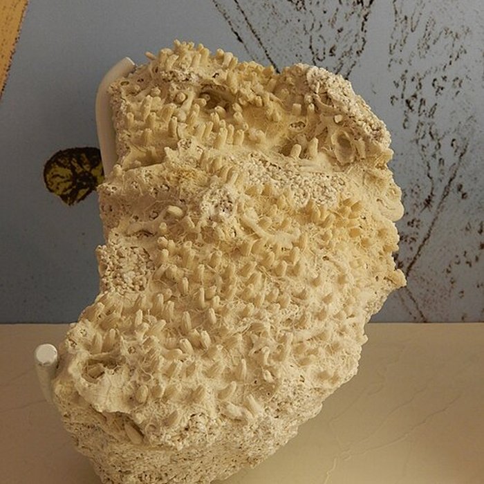 Photo de Musée archéologique départemental du Val-dOise