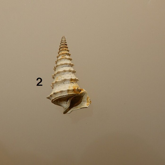 Photo de Musée archéologique départemental du Val-dOise