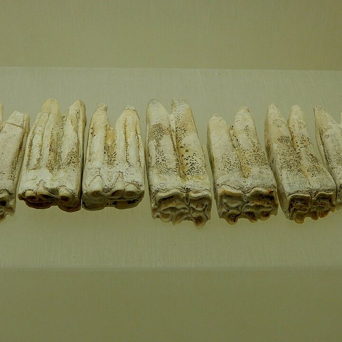 Photo de Musée archéologique départemental du Val-dOise