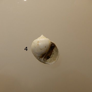 Musée archéologique départemental du Val-dOise