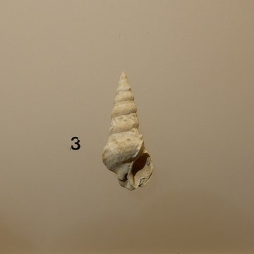 Musée archéologique départemental du Val-dOise