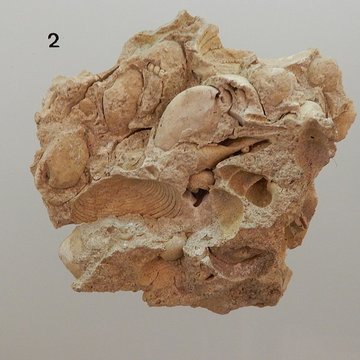 Musée archéologique départemental du Val-dOise