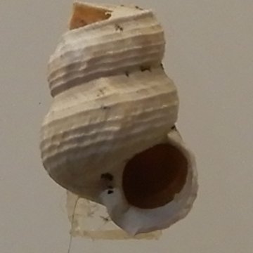 Musée archéologique départemental du Val-dOise