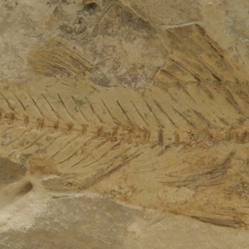 Musée archéologique départemental du Val-dOise