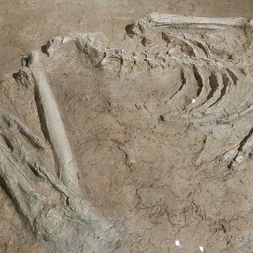 Musée archéologique départemental du Val-dOise