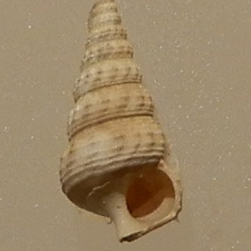 Musée archéologique départemental du Val-dOise