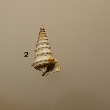 Musée archéologique départemental du Val-dOise