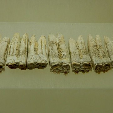 Musée archéologique départemental du Val-dOise