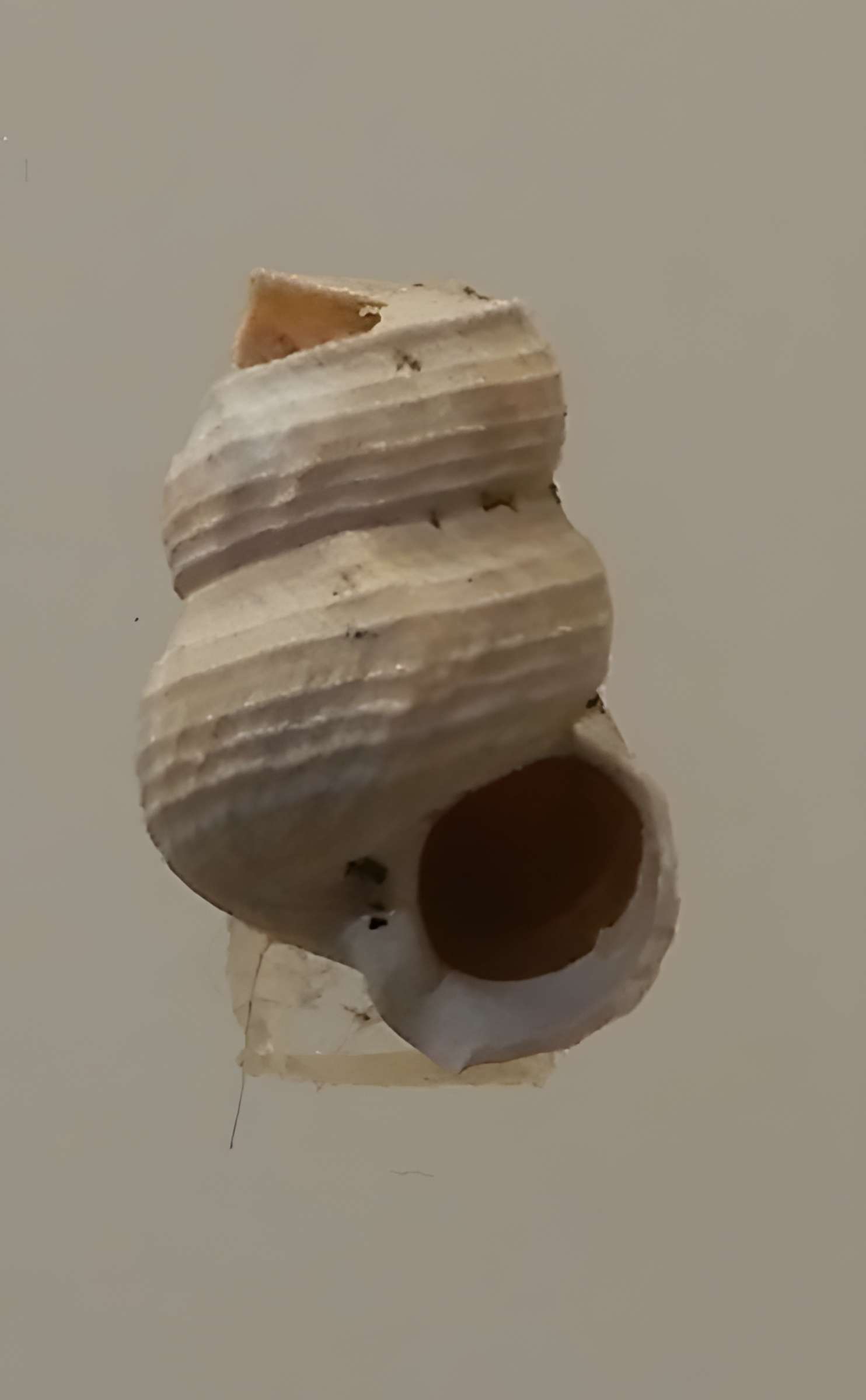 Musée archéologique départemental du Val-d'Oise