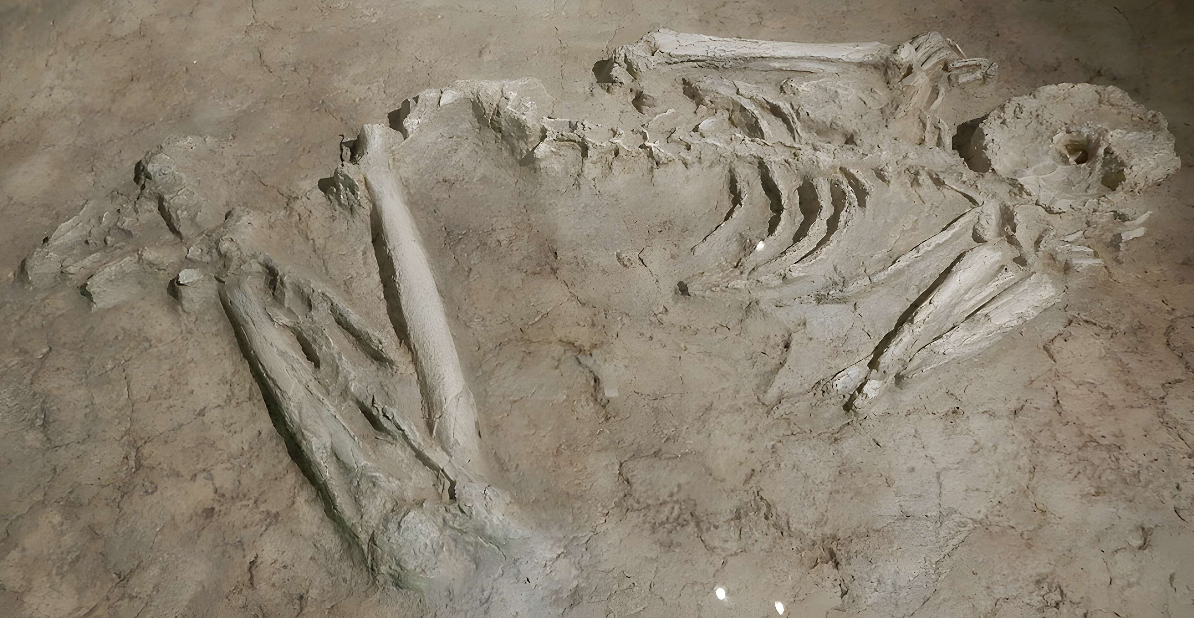 Musée archéologique départemental du Val-d'Oise