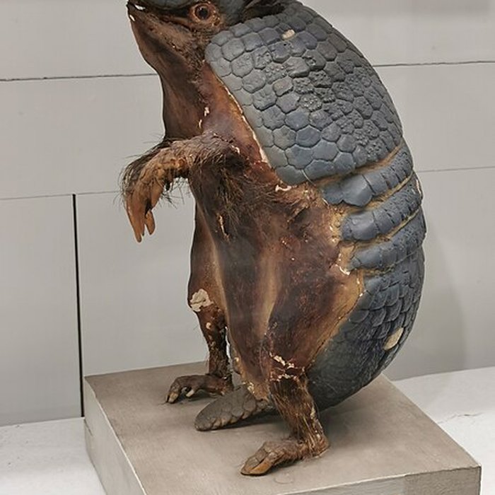 Photo de Muséum dhistoire naturelle de Nîmes