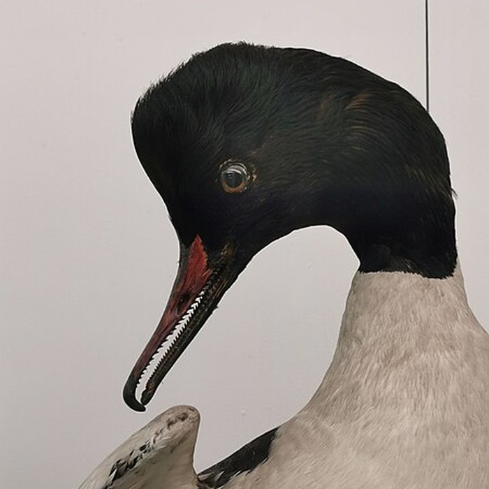 Photo de Muséum dhistoire naturelle de Nîmes