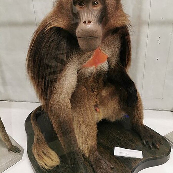 Photo de Muséum dhistoire naturelle de Nîmes