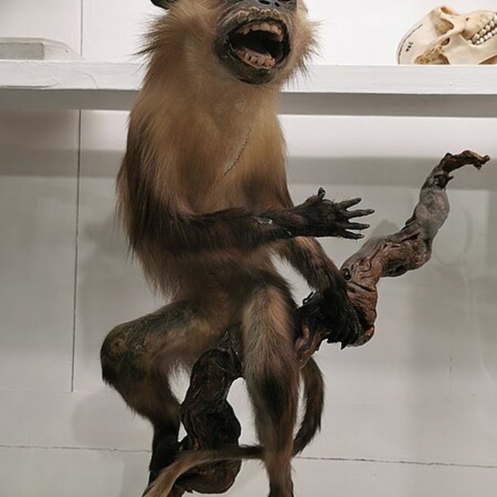 Photo de Muséum dhistoire naturelle de Nîmes