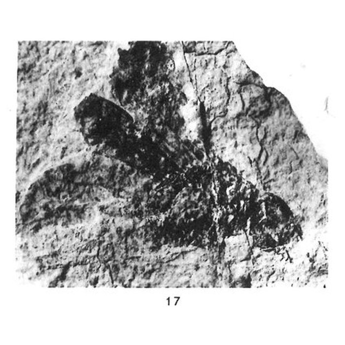 Photo de Muséum dhistoire naturelle de Nîmes