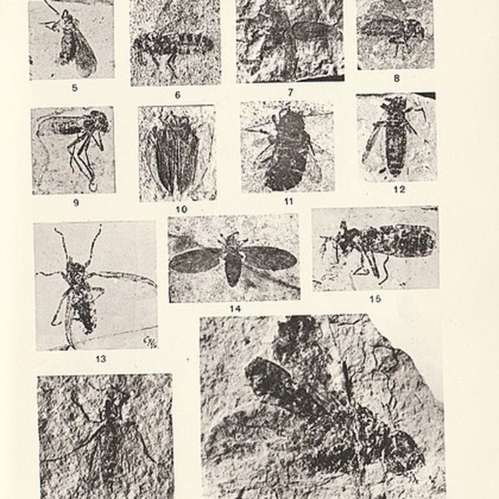 Photo de Muséum dhistoire naturelle de Nîmes