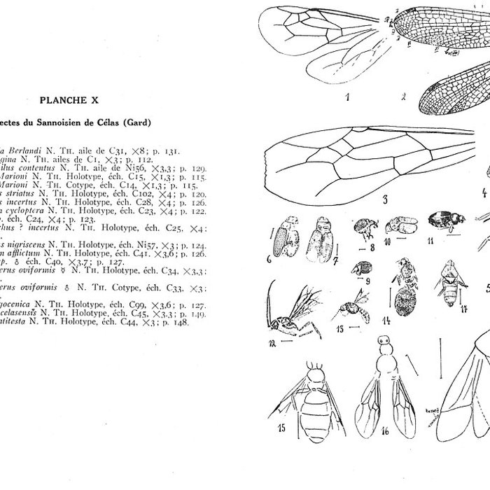Photo de Muséum dhistoire naturelle de Nîmes