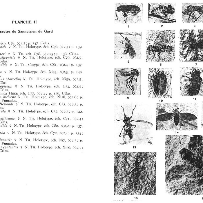 Photo de Muséum dhistoire naturelle de Nîmes