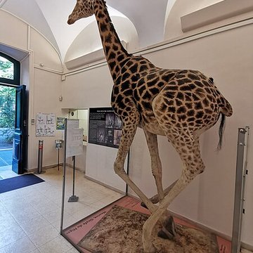Muséum dhistoire naturelle de Nîmes