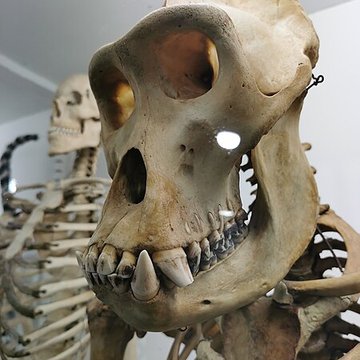 Muséum dhistoire naturelle de Nîmes