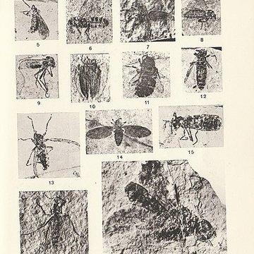 Muséum dhistoire naturelle de Nîmes