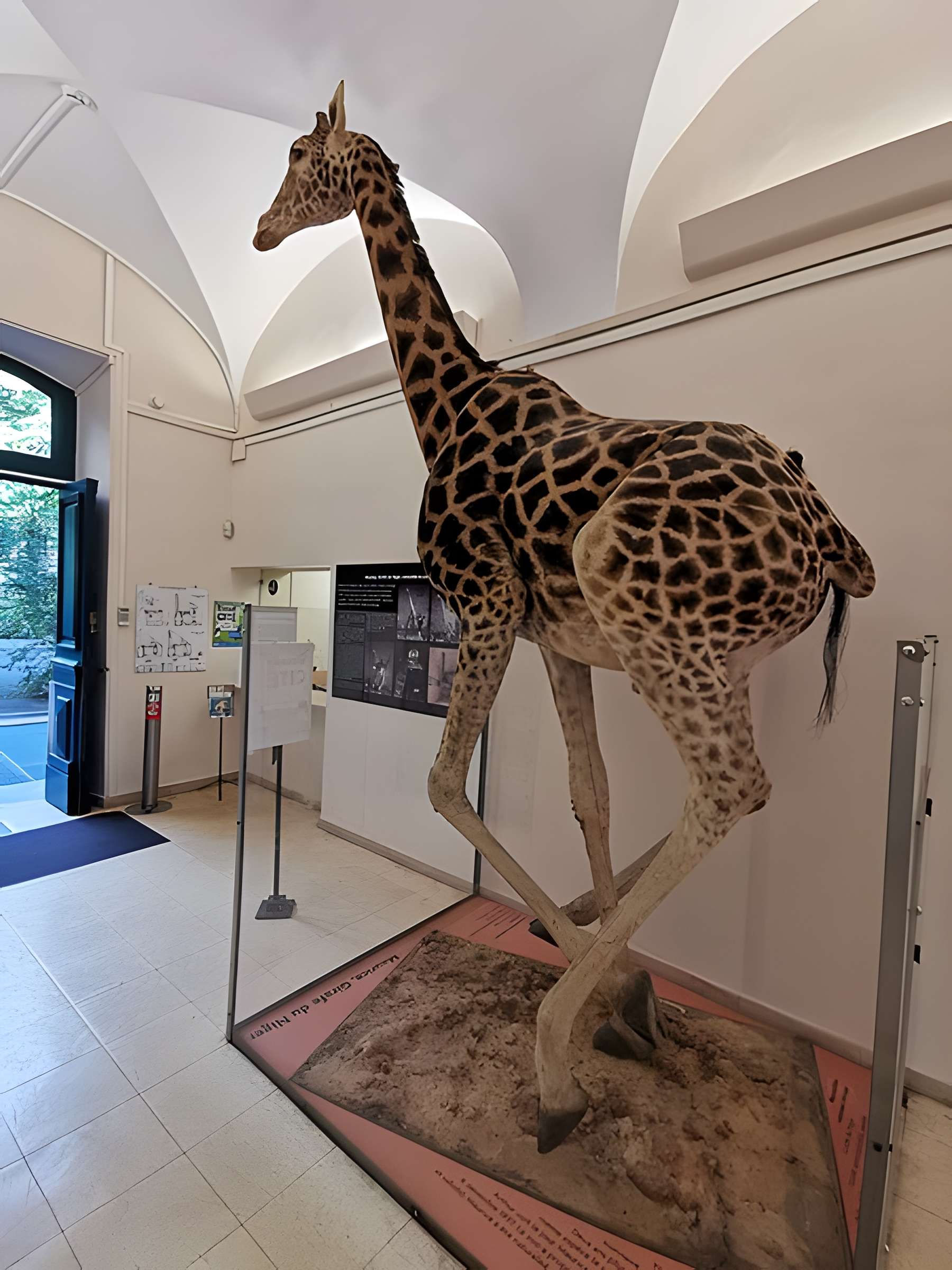 Muséum d'histoire naturelle de Nîmes