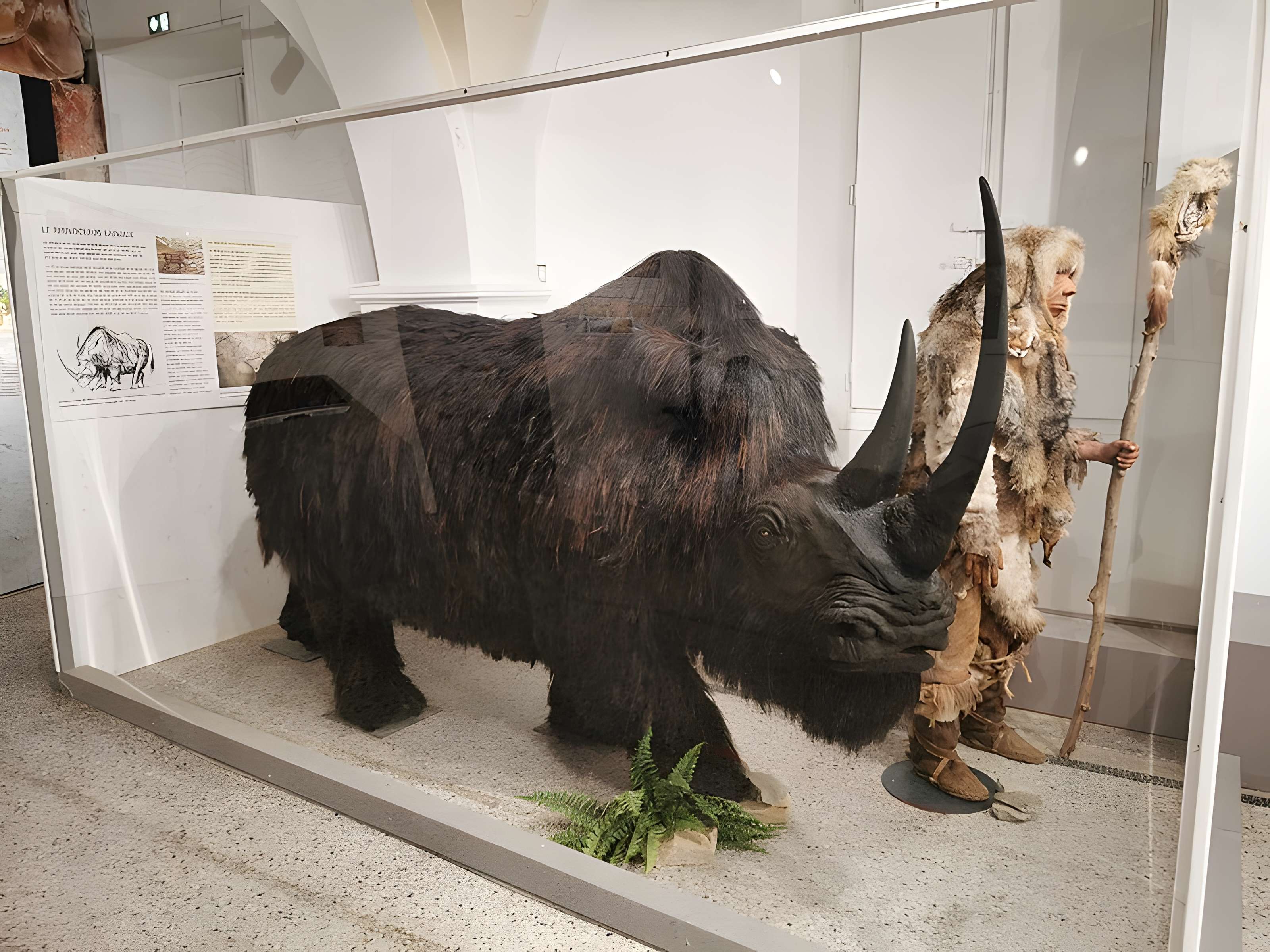 Muséum d'histoire naturelle de Nîmes