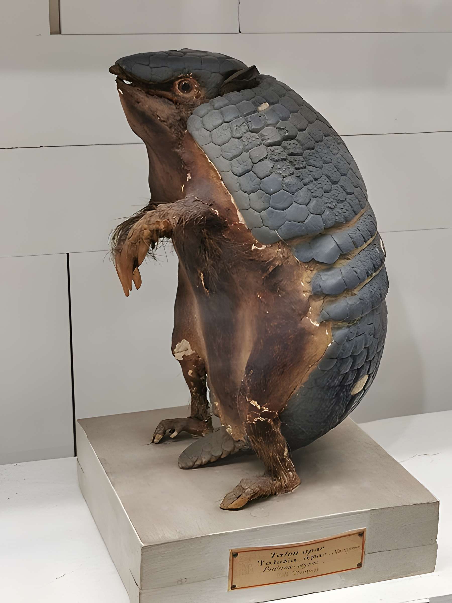 Muséum d'histoire naturelle de Nîmes