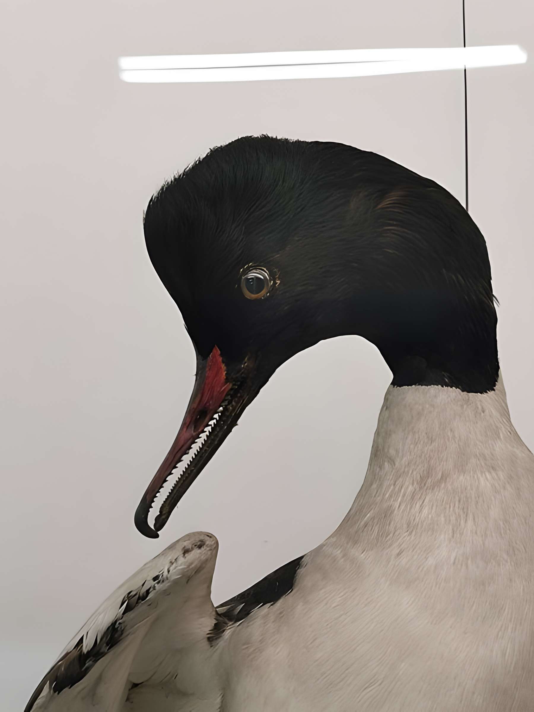 Muséum d'histoire naturelle de Nîmes