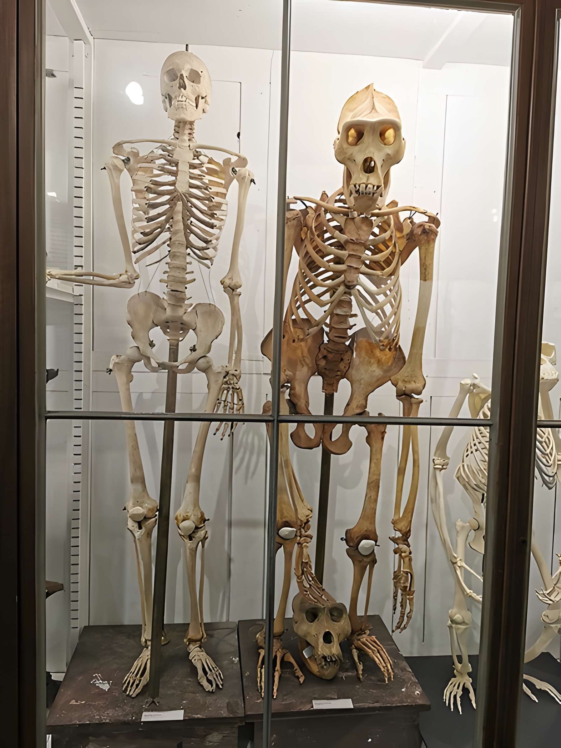 Muséum d'histoire naturelle de Nîmes