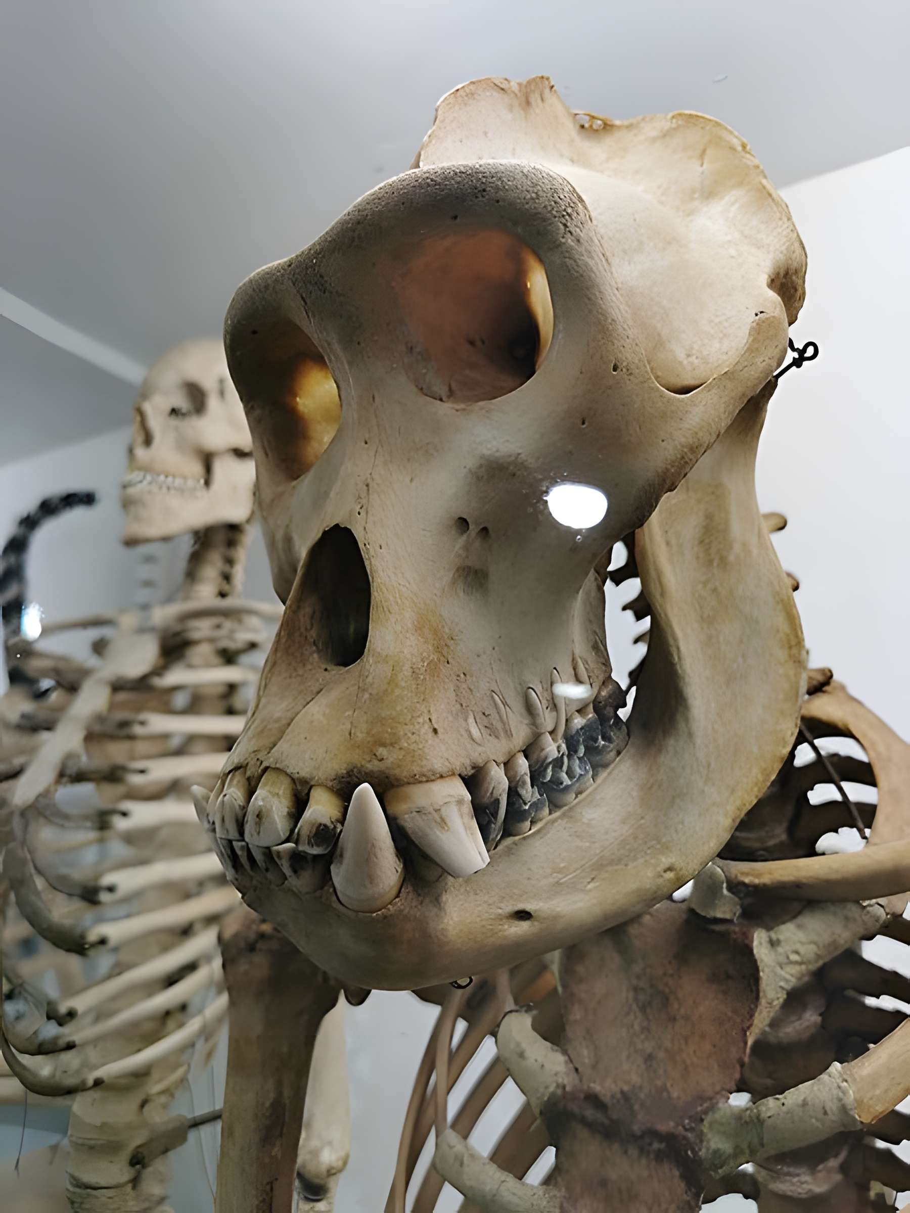 Muséum d'histoire naturelle de Nîmes