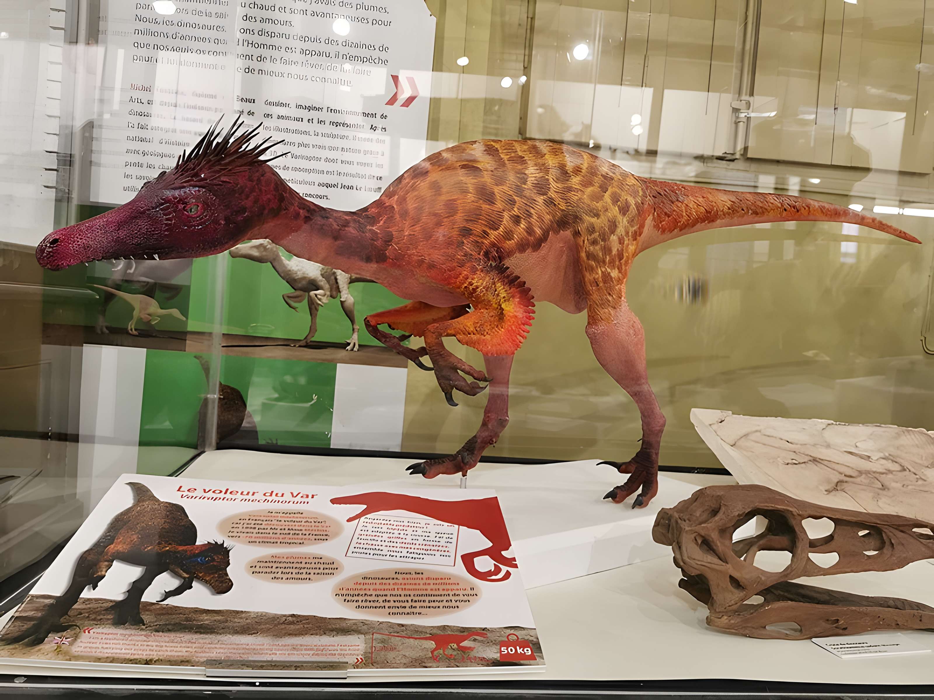 Muséum d'histoire naturelle de Nîmes