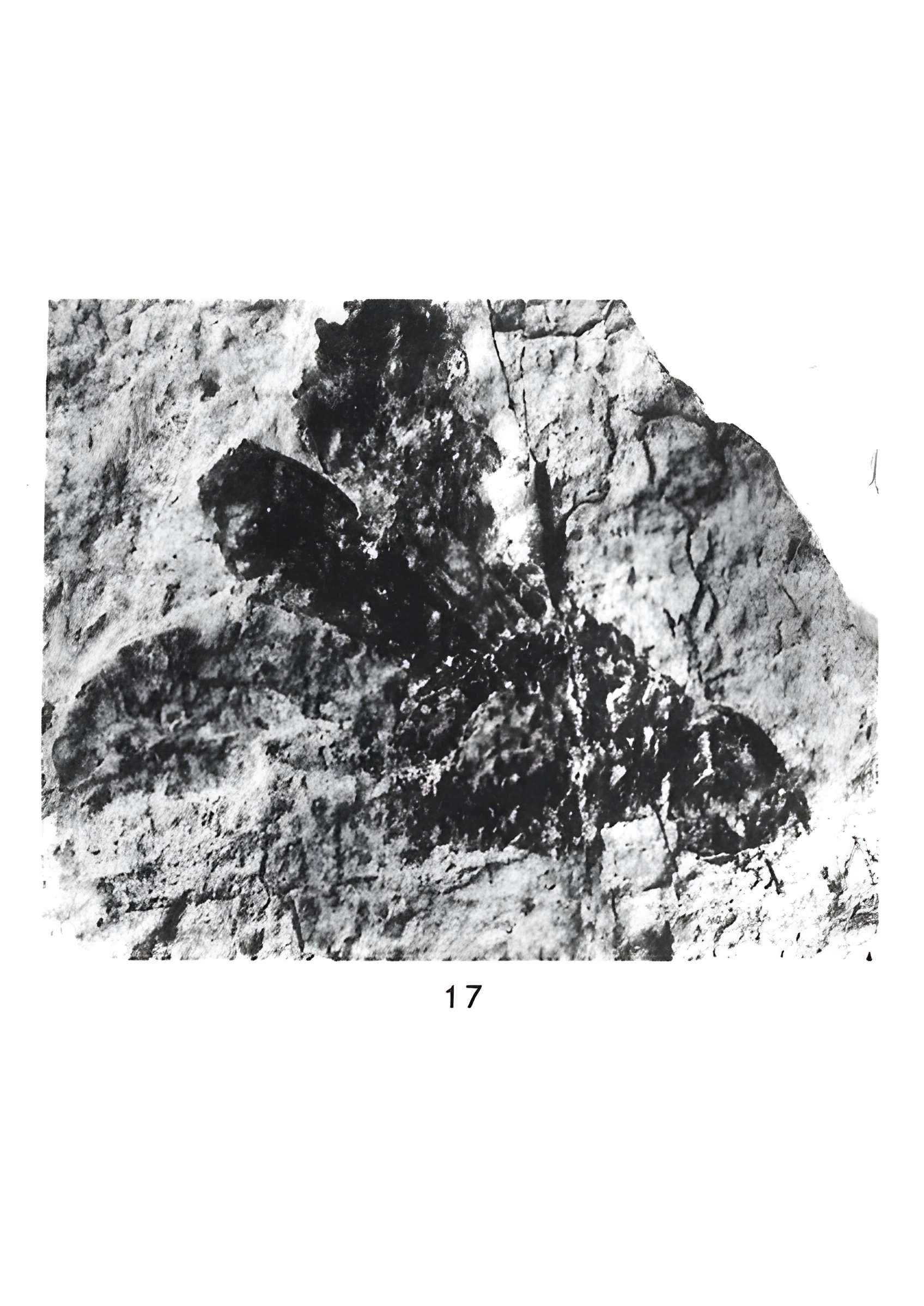 Muséum d'histoire naturelle de Nîmes