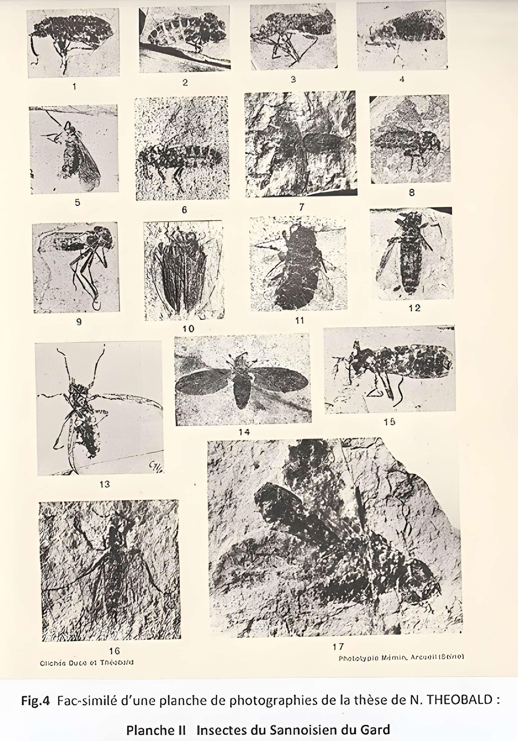 Muséum d'histoire naturelle de Nîmes