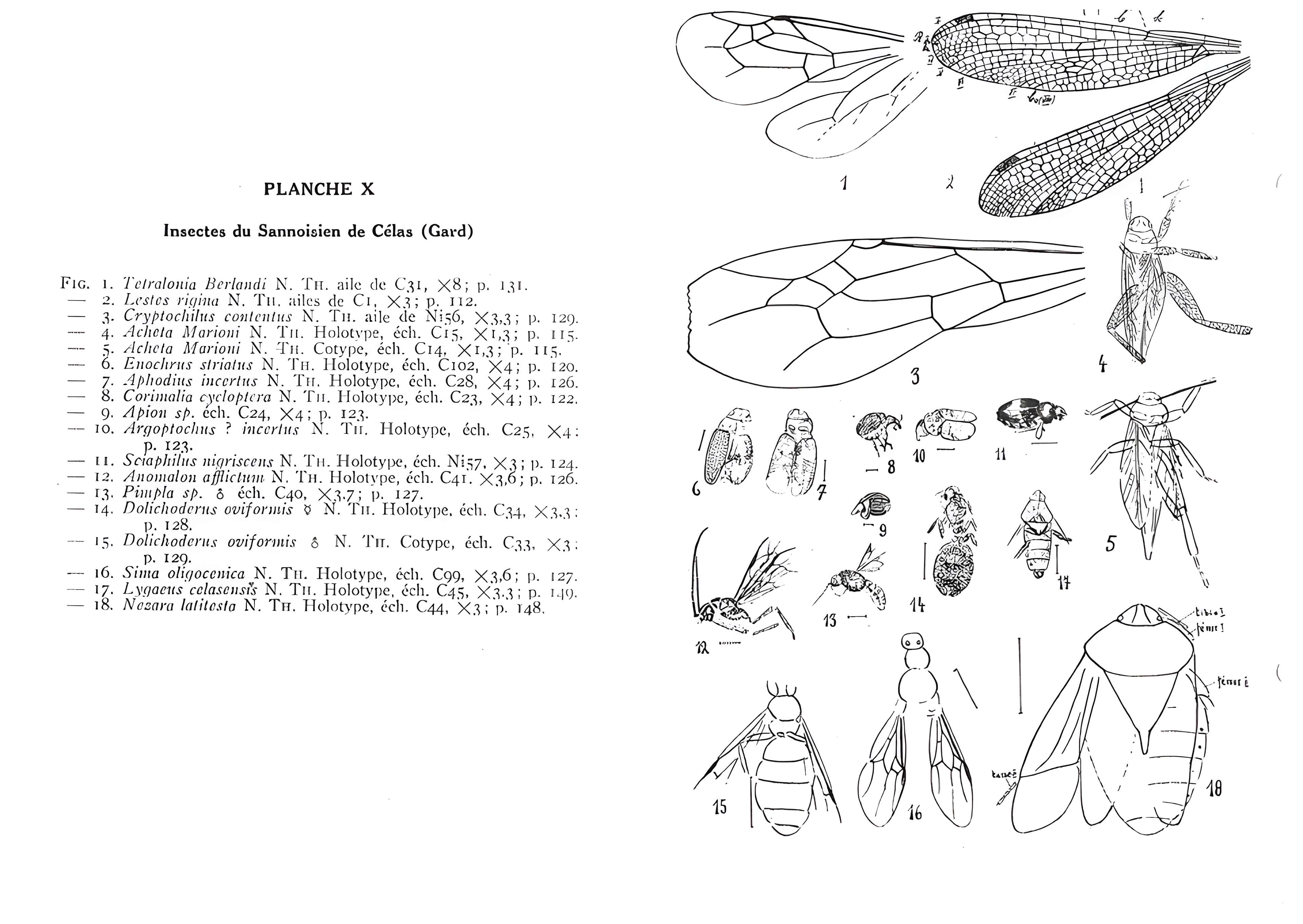 Muséum d'histoire naturelle de Nîmes