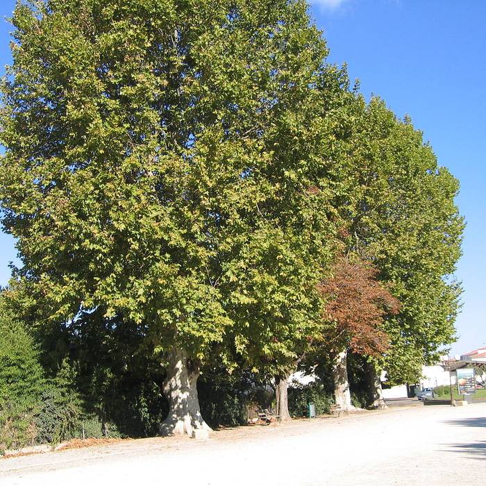 Photo de Musée du Train à Vapeur de Palavas-les-Flots