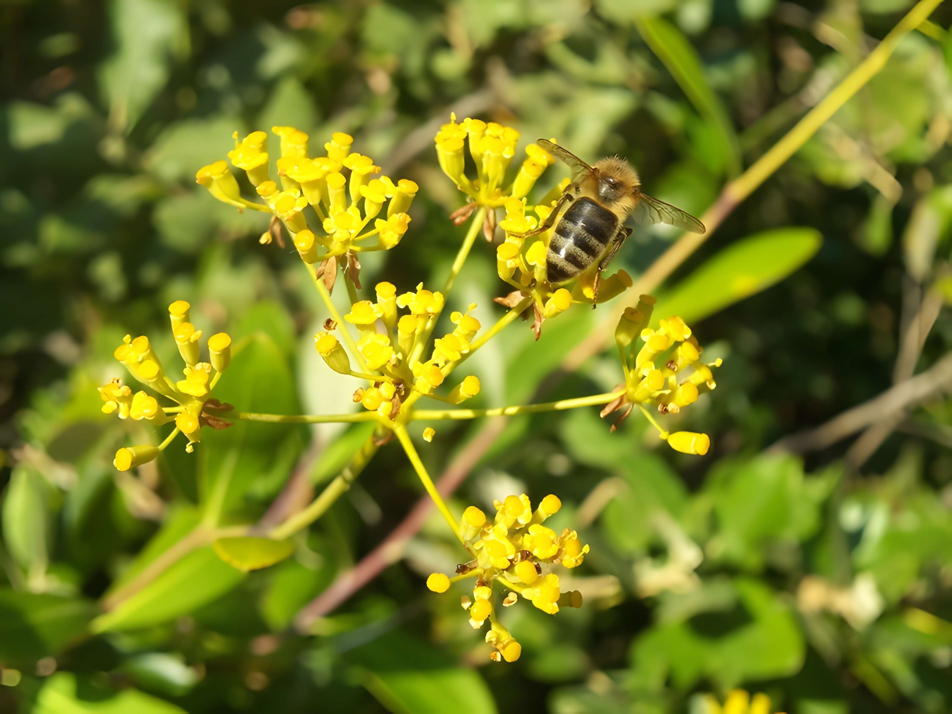 Ecomusée l'Oustal des Abeilles de Soumartre 