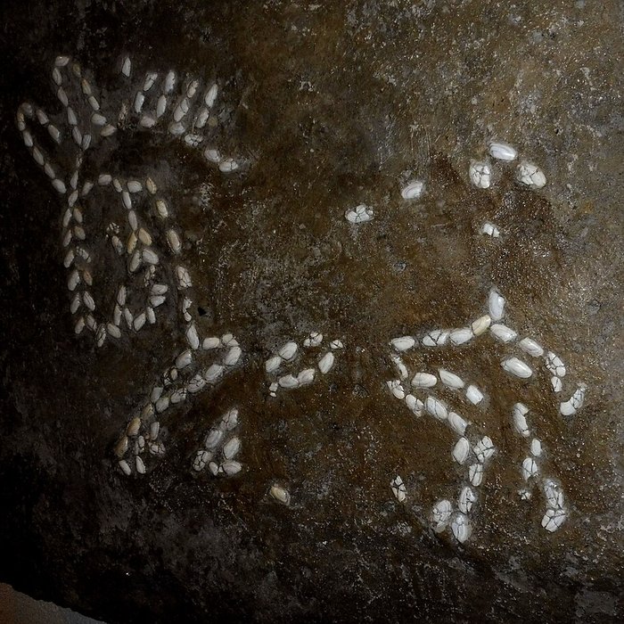 Photo de Musée Henri-Prades : Site archéologique Lattara