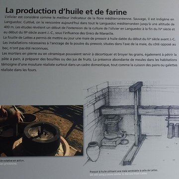 Musée Henri-Prades : Site archéologique Lattara