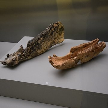 Musée Henri-Prades : Site archéologique Lattara