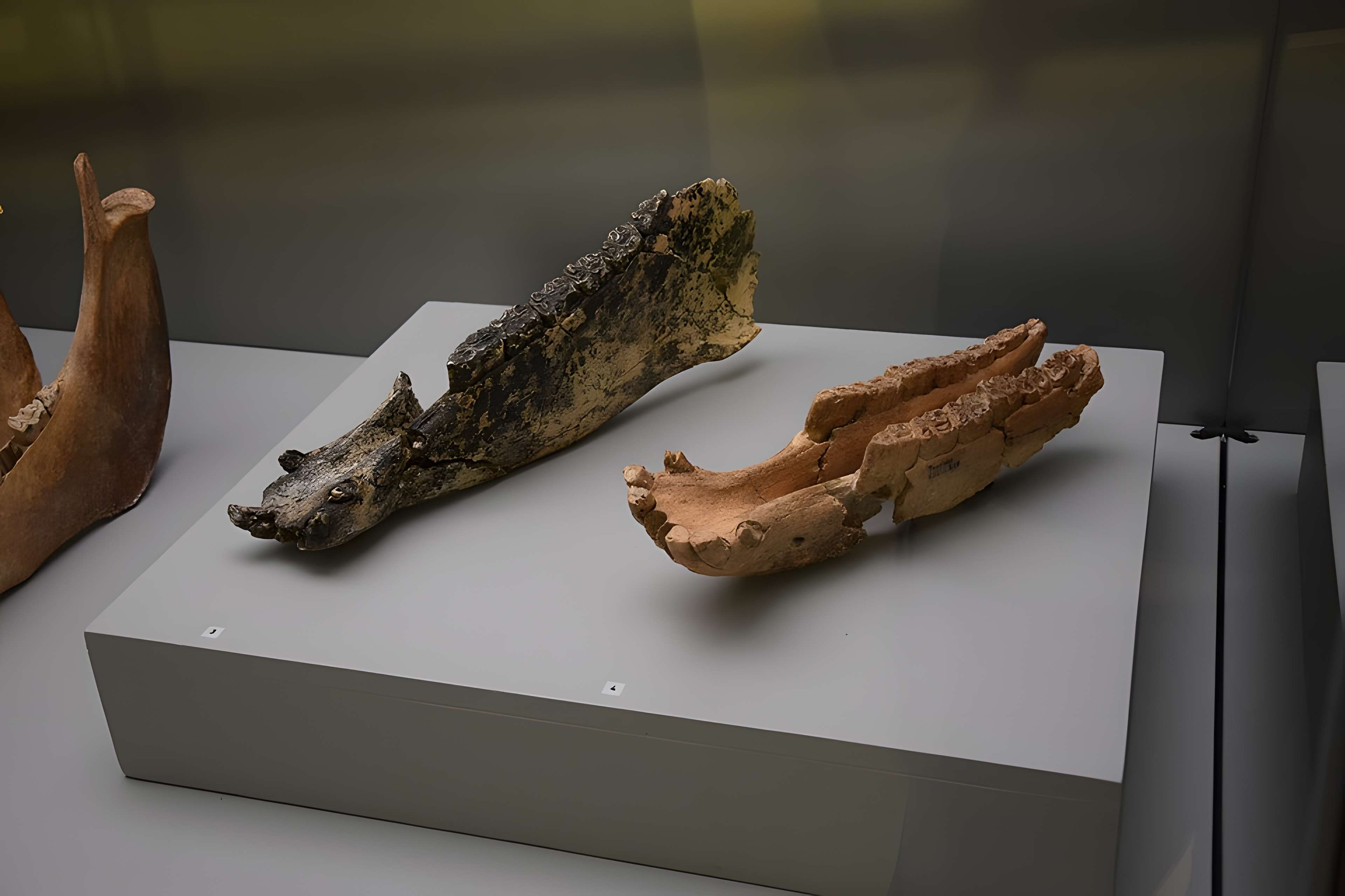 Musée Henri-Prades : Site archéologique Lattara