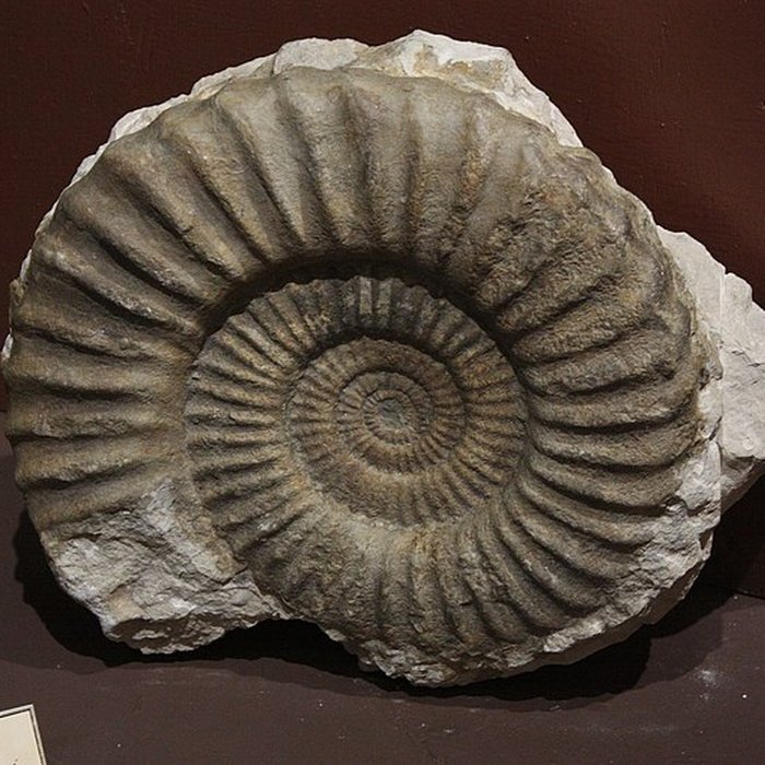 Photo de Museum dHistoire naturelle de Perpignan