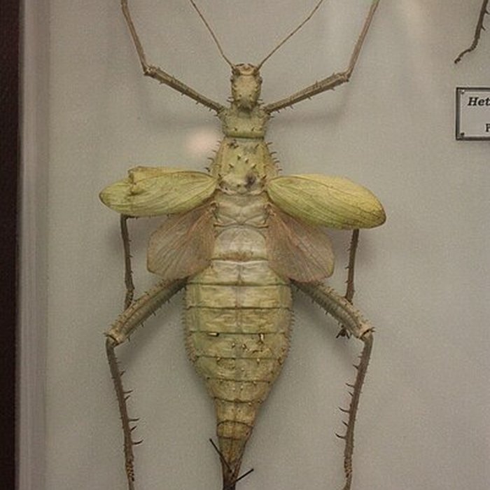 Photo de Museum dHistoire naturelle de Perpignan