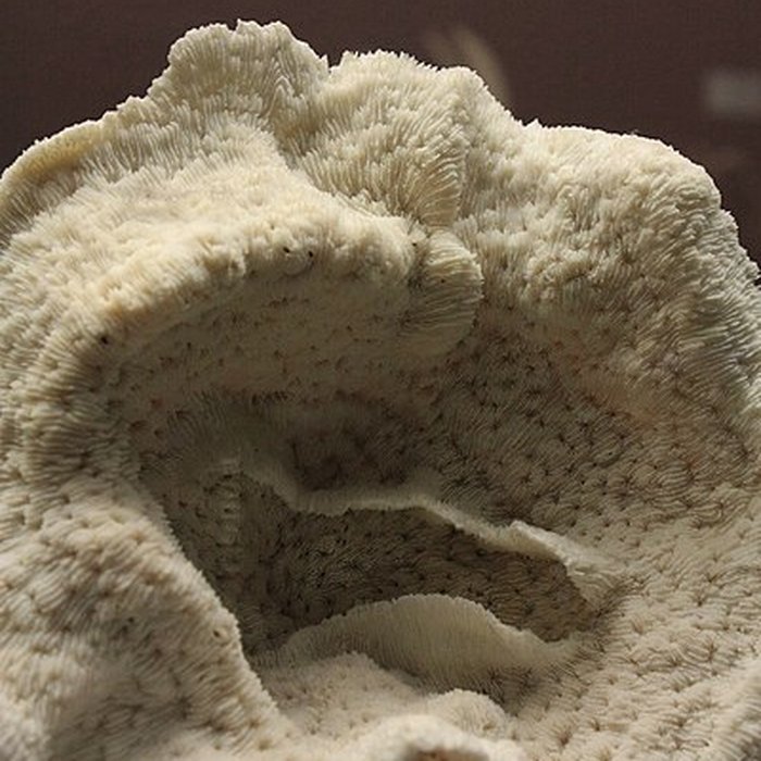 Photo de Museum dHistoire naturelle de Perpignan