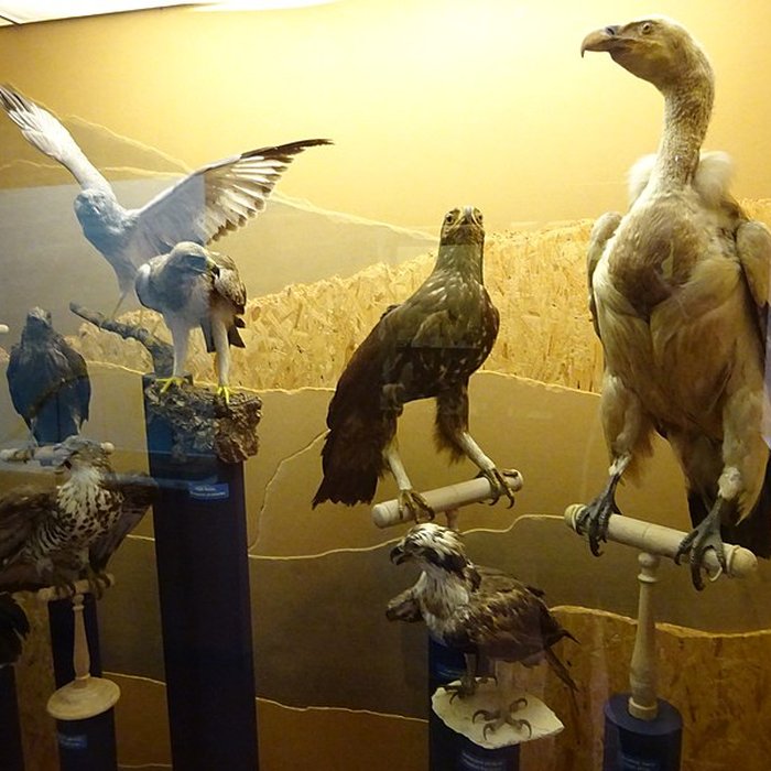 Photo de Museum dHistoire naturelle de Perpignan