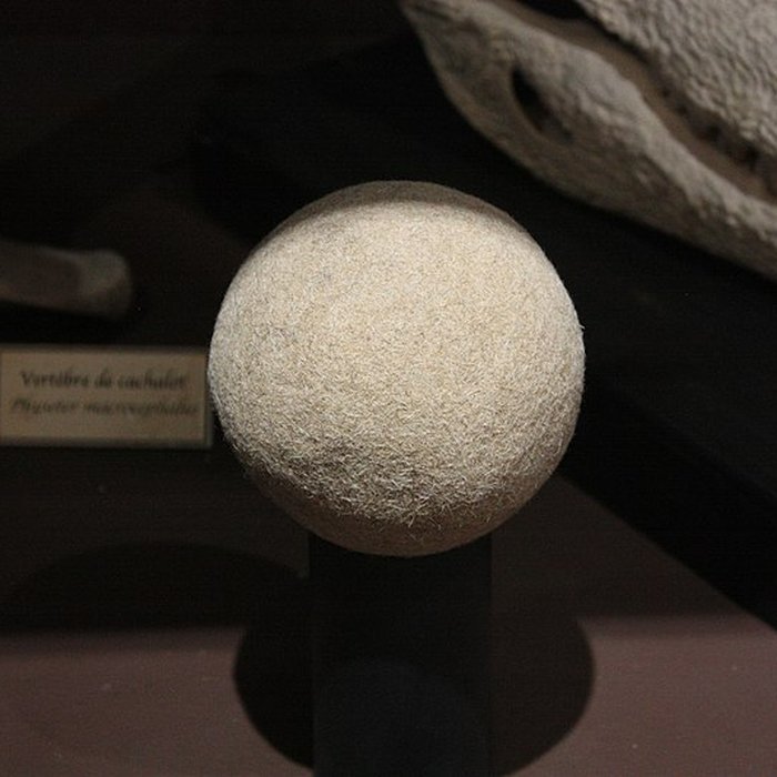 Photo de Museum dHistoire naturelle de Perpignan