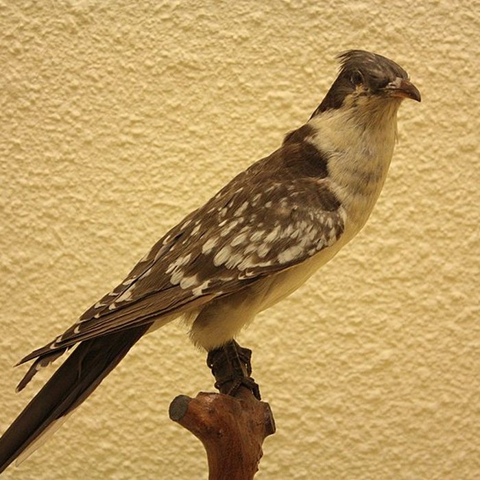 Photo de Museum dHistoire naturelle de Perpignan