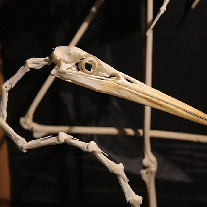 Photo de Museum dHistoire naturelle de Perpignan